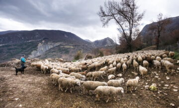 Affidamento dei pascoli e mafia, il governo interviene sulla legge della Regione Abruzzo