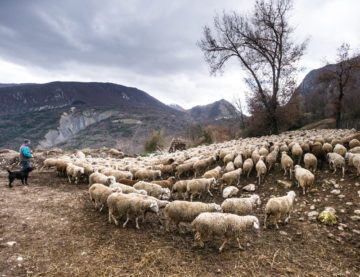 Affidamento dei pascoli e mafia, il governo interviene sulla legge della Regione Abruzzo